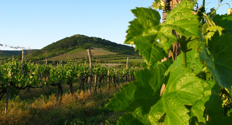 Tokaji Wine