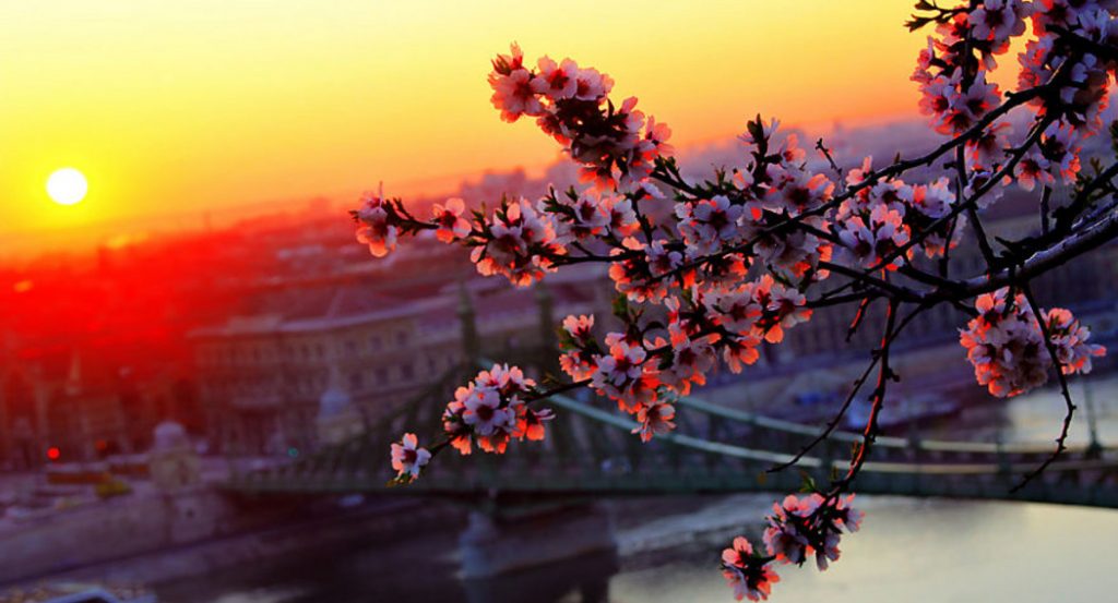 Budapest Spring time River Cruise