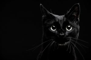  Black cat